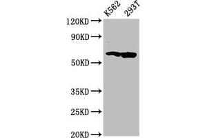 Western Blot Positive WB detected in: K562 whole cell lysate, 293T whole cell lysate All lanes: FAM83D antibody at 4. (FAM83D Antikörper  (AA 339-470))