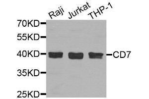 Western blot analysis of extracts of various cell lines, using CD7 antibody. (CD7 Antikörper  (AA 26-180))