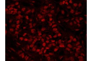 Immunofluorescence (IF) image for anti-Ras-Related GTP Binding A (RRAGA) (AA 544-594) antibody (ABIN7448966) (RRAGA Antikörper  (AA 544-594))