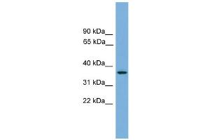 WB Suggested Anti-GPR27 Antibody Titration:  0. (GPR27 Antikörper  (N-Term))