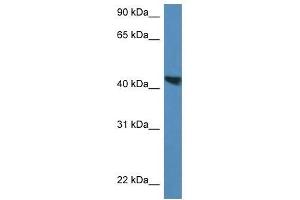Western Blot showing Meis3 antibody used at a concentration of 1.