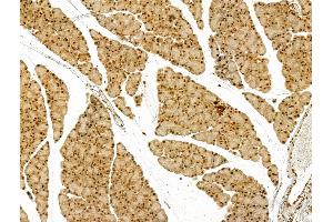 ABIN7094464 and ABIN7098512 at 1/100 staining Rat pancreatic tissue by IHC-P. (Thymopoietin Antikörper  (Internal Region))