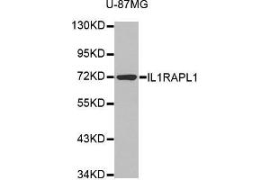 Western blot analysis of extracts of various cell lines, using IL1RAPL1 antibody. (IL1RAPL1 Antikörper  (AA 130-210))