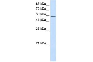 WB Suggested Anti-TP73 Antibody Titration:  2.