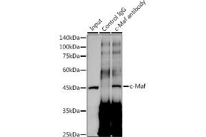 Immunoprecipitation analysis of 300 μg extracts of A-549 cells using 3 μg c-Maf antibody (ABIN7271262). (MAF Antikörper)