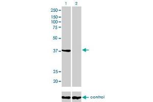 Western blot analysis of ANXA2 over-expressed 293 cell line, cotransfected with ANXA2 Validated Chimera RNAi (Lane 2) or non-transfected control (Lane 1). (Annexin A2 Antikörper  (AA 1-339))