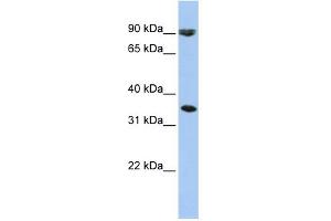 anti-Solute Carrier Family 10 (Sodium/bile Acid Cotransporter Family), Member 7 (SLC10A7) (Middle Region) antibody