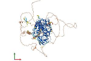 AlphaFold protein structure predicition of Human Recombinant AGBL3 Protein, UniprotID Q8NEM8 (AGBL3 Protein (AA 1-1001) (His tag))