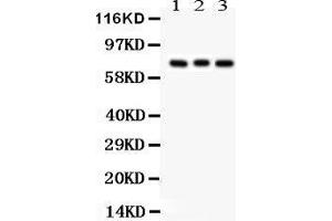 Anti- APG7 Picoband antibody, Western blotting All lanes: Anti APG7  at 0. (ATG7 Antikörper  (C-Term))