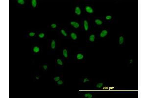 Immunofluorescence of purified MaxPab antibody to SFRS17A on HeLa cell. (SFRS17A Antikörper  (AA 1-446))