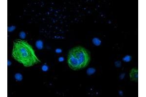 Anti-RASSF1 mouse monoclonal antibody (ABIN2454291) immunofluorescent staining of COS7 cells transiently transfected by pCMV6-ENTRY RASSF1 (RC213525). (RASSF1 Antikörper  (AA 1-341))