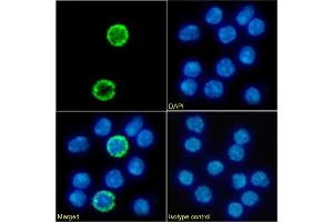 Immunofluorescence staining of fixed mouse splenocytes with anti-IL2R gamma C antibody 3E12. (Rekombinanter IL2R gamma C Antikörper)