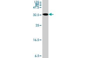 Western Blotting (WB) image for anti-Hemochromatosis Type 2 (Juvenile) (HFE2) (AA 93-173) antibody (ABIN566853)