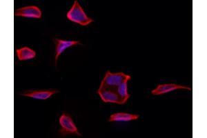 ABIN6261368 and ABIN6273232 staining Hela by IF/ICC. (DBN1 Antikörper  (Internal Region))