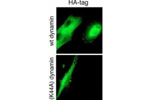 Immunofluorescence (IF) image for anti-HA-Tag antibody (ABIN2932102) (HA-Tag Antikörper)
