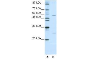 HBP1 antibody used at 0.