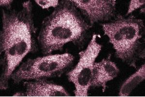 Immunofluorescence staining of human endothelial cells. (CSRP2 Antikörper  (AA 601-722))