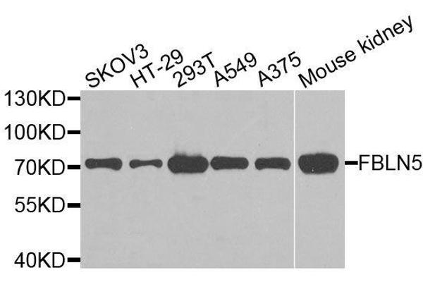 Fibulin 5 Antikörper  (AA 199-448)
