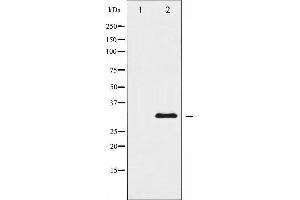 Western blot analysis of hnRNP C1/2 expression in EGF treated HuvEc whole cell lysates,The lane on the left is treated with the antigen-specific peptide. (HNRNPC Antikörper  (C-Term))