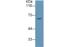 Detection of RARS in 293T cell lysate using Monoclonal Antibody to Arginyl tRNA Synthetase (RARS) (RARS Antikörper  (AA 1-146))