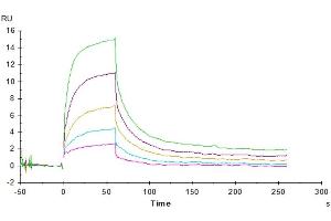 Surface Plasmon Resonance (SPR) image for Signal-Regulatory Protein alpha (SIRPA) (AA 31-370) protein (Fc Tag) (ABIN7275654)