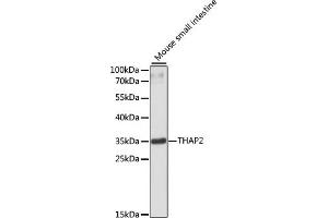 Western blot analysis of extracts of mouse small intestine, using TH antibody (ABIN6133215, ABIN6149107, ABIN6149108 and ABIN6220276) at 1:3000 dilution. (THAP2 Antikörper  (AA 83-228))