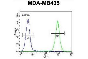 CAMSAP1 Antibody (N-term) flow cytometric analysis of MDA-MB435 cells (right histogram) compared to a negative control cell (left histogram).