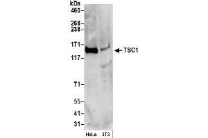 Western Blotting (WB) image for anti-Tuberous Sclerosis 1 (TSC1) (C-Term) antibody (ABIN7449615) (TSC1 Antikörper  (C-Term))