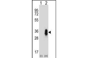 Western blot analysis of CD27 (arrow) using rabbit polyclonal CD27 Antibody (C-term) (ABIN657662 and ABIN2846656). (CD27 Antikörper  (C-Term))