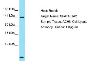 Host: Rabbit Target Name: SPATA31A2 Sample Type: ACHN Whole Cell lysates Antibody Dilution: 1. (SPATA31A1 Antikörper  (N-Term))