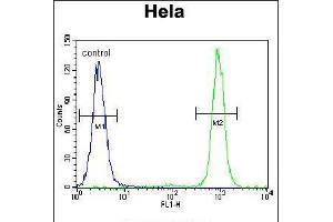 Flow cytometric analysis of Hela cells (right histogram) compared to a negative control cell (left histogram). (SSH3 Antikörper  (C-Term))
