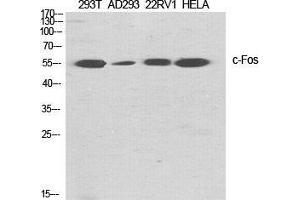 Western Blot (WB) analysis of specific cells using c-Fos Polyclonal Antibody.