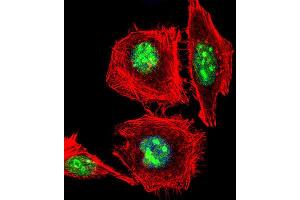 Immunofluorescence (IF) image for anti-Empty Spiracles Homeobox 1 (EMX1) antibody (ABIN3003987) (EMX1 Antikörper)