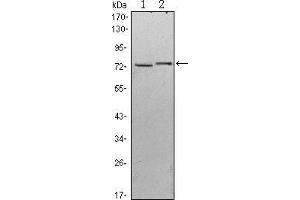 Western blot analysis using KLHL13 mouse mAb against Hela (1) and MCF-7 (2) cell lysate.