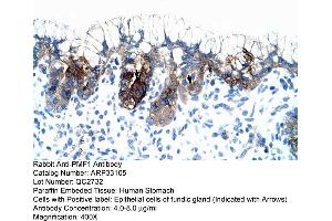 Human Stomach (PMF1 Antikörper  (Middle Region))