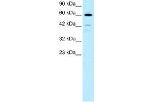 WB Suggested Anti-HDAC2 Antibody Titration:  0. (HDAC2 Antikörper  (C-Term))