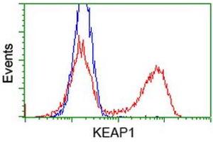 HEK293T cells transfected with either RC202189 overexpress plasmid (Red) or empty vector control plasmid (Blue) were immunostained by anti-KEAP1 antibody (ABIN2453919), and then analyzed by flow cytometry. (KEAP1 Antikörper)