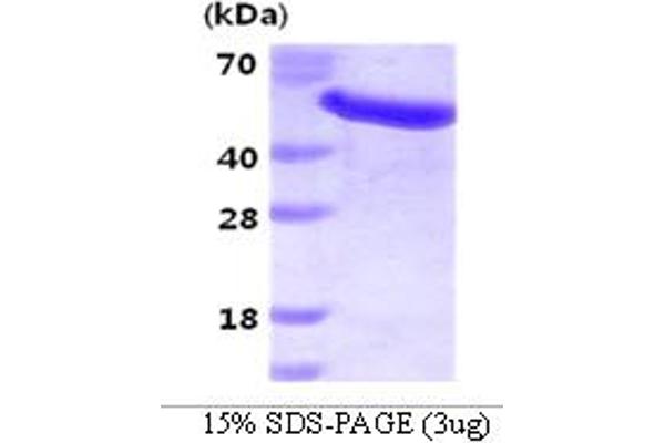 GAS7 Protein (AA 1-416) (His tag)