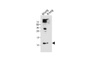 All lanes : Anti-(Mouse) Hopx Antibody (Center) at 1:1000 dilution Lane 1: Mouse lung tissue lysate Lane 2: Rat lung tissue lysate Lysates/proteins at 20 μg per lane. (HOPX Antikörper  (AA 22-54))