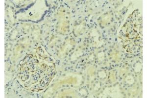ABIN6273926 at 1/100 staining Mouse kidney tissue by IHC-P. (G Protein-Coupled Receptor 110 Antikörper  (C-Term))