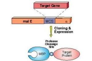 Simplified diagram of MBP-fusion protein construct using pMal expression vector system. (MBP Tag Antikörper)