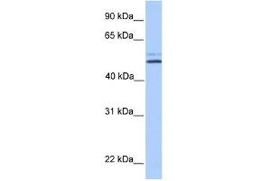 NHEDC2 antibody used at 1 ug/ml to detect target protein. (NHEDC2 Antikörper  (C-Term))