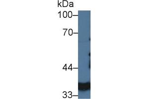 Western blot analysis of Pig Kidney lysate, using Pig LDHA Antibody (3 µg/ml) and HRP-conjugated Goat Anti-Rabbit antibody ( (Lactate Dehydrogenase A Antikörper  (AA 1-332))