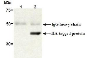 Western Blotting (WB) image for anti-HA-Tag antibody (ABIN2853621) (HA-Tag Antikörper)