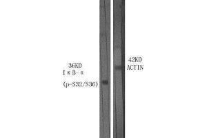 Western Blot (WB) analysis of specific cells using Phospho-IkappaB-alpha (S32/S36) Polyclonal Antibody. (NFKBIA Antikörper  (pSer32, pSer36))