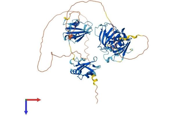 HNRNPL Protein (AA 1-586) (His tag)