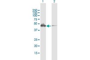 Western Blot analysis of SH2D2A expression in transfected 293T cell line by SH2D2A MaxPab polyclonal antibody. (SH2D2A Antikörper  (AA 1-389))