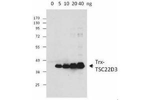 Western Blotting (WB) image for anti-Thioredoxin (TXN) antibody (ABIN2665410) (TXN Antikörper)