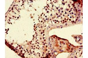 Immunohistochemistry of paraffin-embedded human testis tissue using ABIN7165750 at dilution of 1:100
