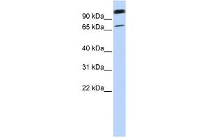 Western Blotting (WB) image for anti-Organic Anion Transporter LST-3b (LST-3TM12) antibody (ABIN2458865) (LST-3TM12 Antikörper)